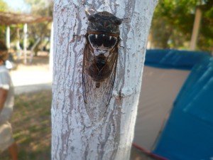 Cigale au camping, Corinthe