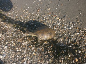 Gythio, une tortue sur la plage